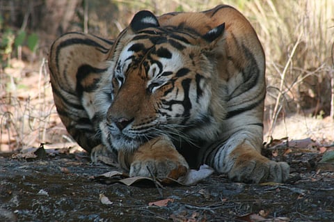 VTR is currently home to 54 tigers, surpassing its capacity of 45.