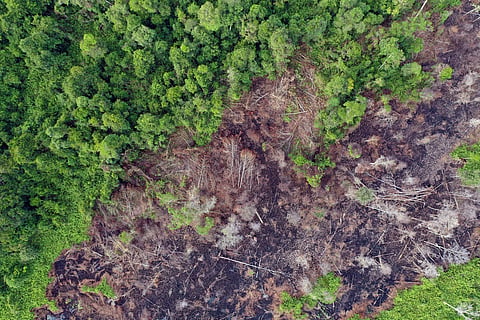 Global deforestation rates surge, Forest Declaration Assessment report 2024 reveals