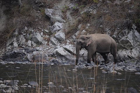 A 'scent fence' could protect crops and trees from elephant herds in southern Africa.