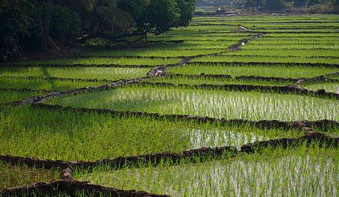 Rice farming in India is deeply intertwined with spatial climate 
