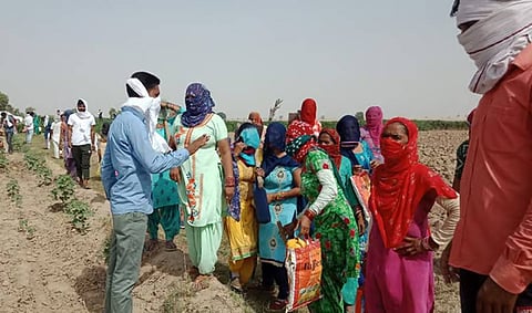 While people from all castes work under MGNREGA, the majority of these workers belong to the Scheduled Castes and Other Backward Classes. 
