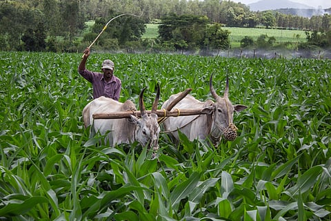 Water-soluble fertilisers are key to higher maize fodder yield and quality