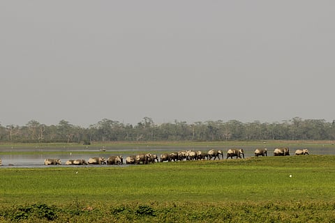 The elephant census is conducted every five years by the Wildlife Institute of India (WII), an autonomous body that report to the Environment ministry. 