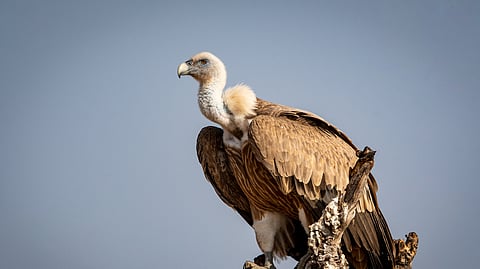 Avian ecosystem threatened in India after sharp dip in vulture populations by 90% in 1990s: Report