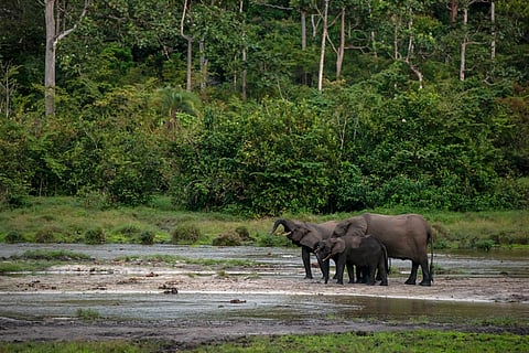 ‘Declines in wildlife population could adversely impact the Congo basin’s capacity to sequester carbon’