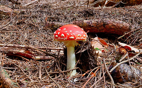 Fungi may get its own taxonomical kingdom named ‘funga’ for conservation purposes