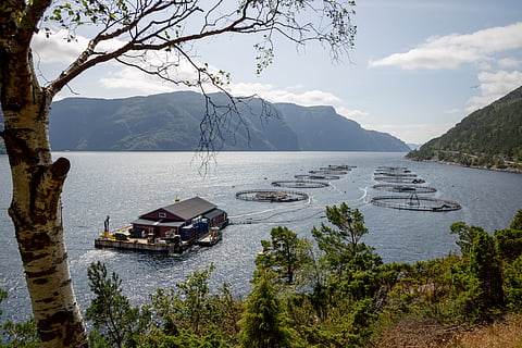 Farmed salmon is endangering access to local fishes for poorer communities, warns study
