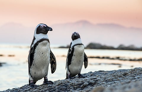 African penguins on a stone in evening twilight.