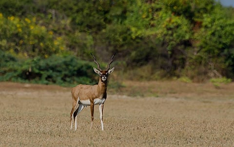 A blackbuck at Point Calimere Sanctuary, Tamil Nadu