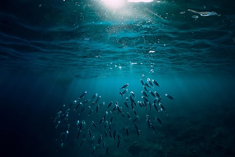 Oceans on brink: Government falls short on pledge to protect 30% of oceans by 2030
