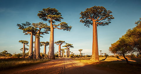 New research refutes claim that the African Baobab is dying to climate change
