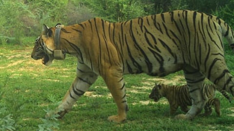 Tigress RVT-2 with her third litter in July 2023.