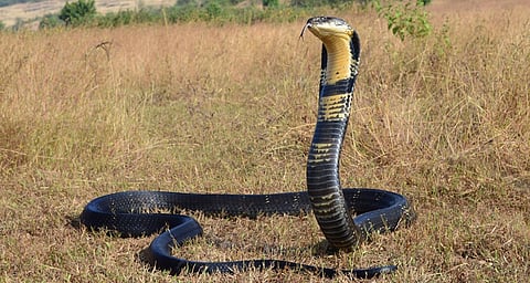 A king cobra in Goa