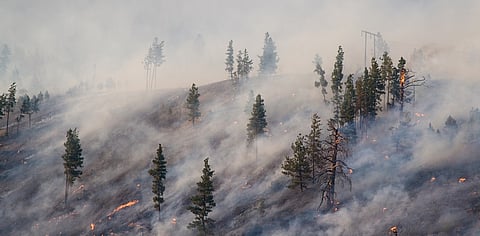 Carbon dioxide emissions from forest fires increased by 60% between 2001 and 2023: Study