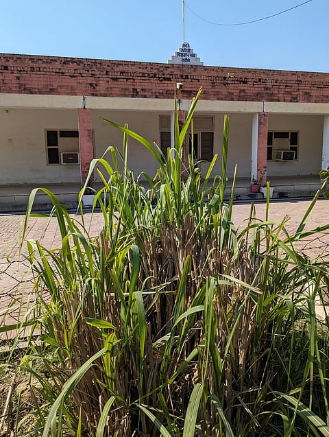Tripidium bengalense grass clump in the front lawn of the rest house planted 20 feet away from the building structure.  
