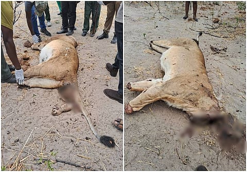 Zimbabwe investigates lion poaching in largest game park
