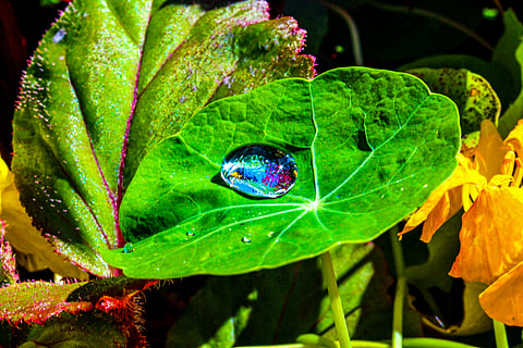 How finance can be part of the solution to the world’s biodiversity crisis