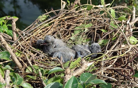 Hundreds of baby birds perish as Cyclone Dana barrels towards Bhitarkanika; crocodiles and snakes appear in villages