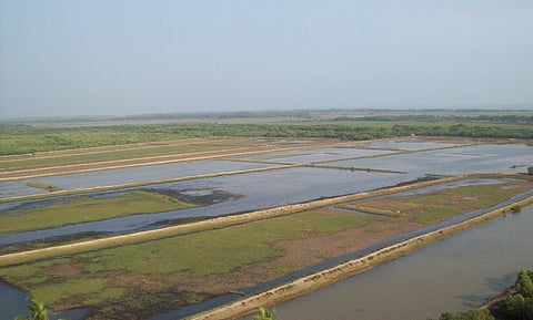 Prawn farms around Bhitarkanika 