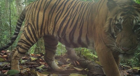 Is the Sumatran tiger being poached in one of Southeast Asia’s last wildernesses? New study raises questions