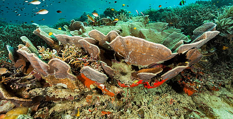 Coral Triangle at risk: new report highlights fossil fuel threats and impacts on biodiversity and communities