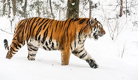 Call to protect Northern forests at COP16; they account for 30% of global forest cover and serve as vital carbon sinks, yet only 10% are protected