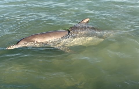 NGT books Bihar government for failure in removing bridge collapse debris threatening Gangetic dolphins 
