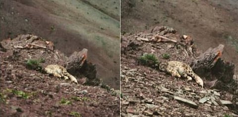 Sighting snow leopards has been reduced to something banal by the reckless tourism industry
