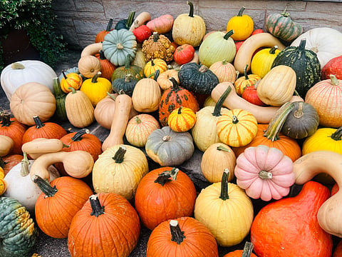 Beyond jack-o'-lanterns: Reimagining pumpkins in circular economy