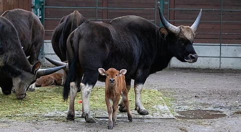India launches standard veterinary treatment guidelines for livestock and poultry