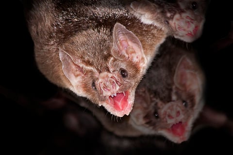 The common vampire bat, Desmodus rotundus, is the most abundant of the bats that feed on blood excludively