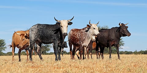 Experts at COP16 highlight critical role of digital sequence information and traditional knowledge in African livestock conservation 