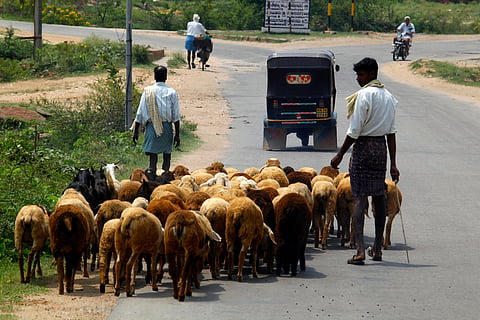 Pastoral census: After 105 years, India will measure its cattle-herders 