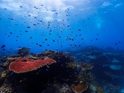 Rising water temperatures are expected to shrink fish sizes, lower their nutritional quality and destabilise marine food webs – ultimately threatening food security.