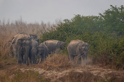 Learnings from 1933, when 14 elephants died after consuming kodo millet in a Tamil Nadu forest