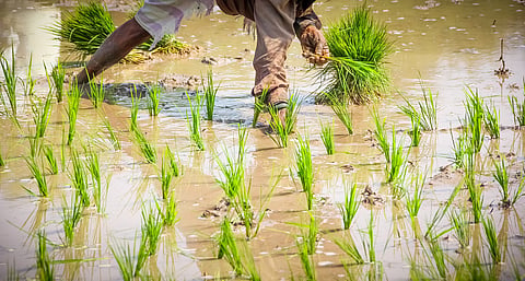 India’s 2024-25 Kharif output at record 164.7 million tonnes; rice at all-time high, pulses lower than average