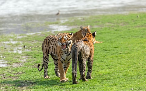 10 tigers traced, officials confirm to DTE after reports of 25 missing felines in Ranthambore cause panic