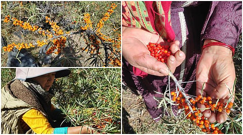 The story of berry queen of Miyard Valley is a tale of resilience in the face of climate change 
