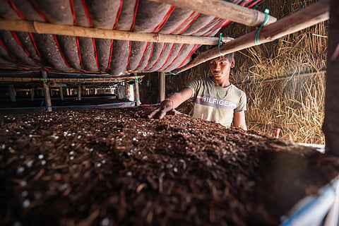 Mushroom cultivation can be the key to combat stubble burning woes