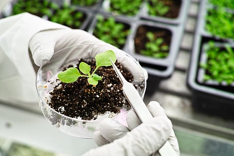 Kenya’s High Court dismisses anti-GMO cases, clearing way for cultivation & import