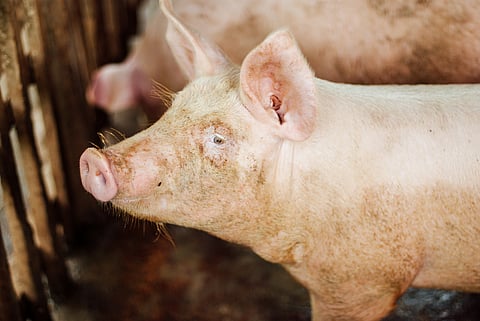 Parasitic infections from pork consumption in northeast India: A growing concern for public health