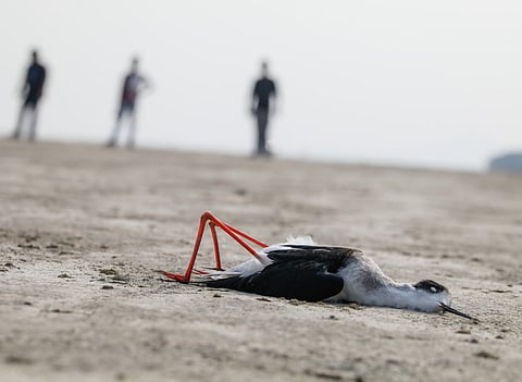 Avian botulism killed nearly 18,000 birds in the Sambhar lake in 2019 as well