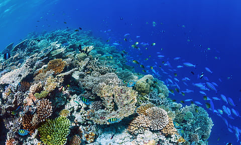 Corals are vital not only for marine biodiversity but also for the livelihoods of millions worldwide. 