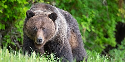 68% of temperate rainforests would be lost if current pace of greenhouse gas emissions continues