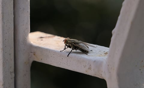 Flies carry bacteria — and some of those are resistant to antibiotics. What we found in three South African hospices
