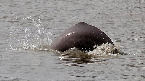 The Gangetic river dolphin is one of four freshwater dolphin species in the world and is found in India, Bangladesh and Nepal