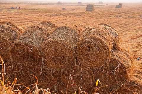 Earning instead of burning: Tech that can increase value of rice straw, reduce farm fires