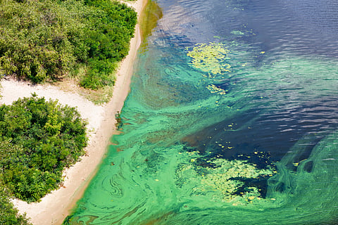 Madagascar’s huge ocean algae bloom was caused by dust from drought-stricken southern Africa
