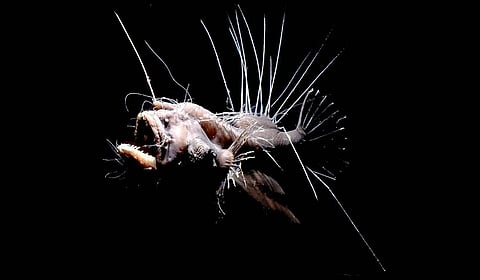 Life in the world’s deepest seas: The challenge of finding 1,000 new marine species by 2030

