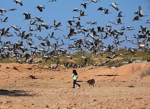 Deviation in traditional flight route of Demoiselle crane sets new record, sparks curiosity 
